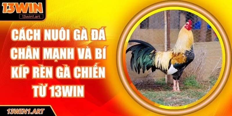 Cách nuôi gà đá chân mạnh