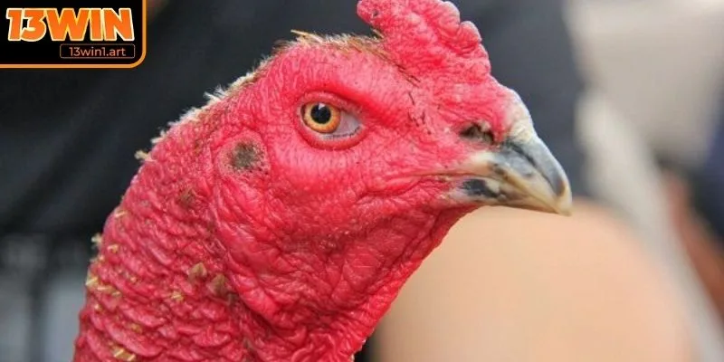 Chọn chiến kê qua tướng mắt