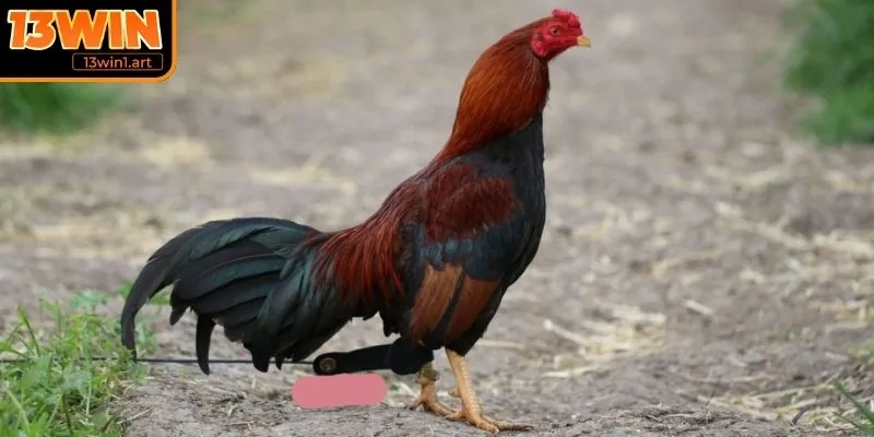 Vì sao cần chọn được chiến kê chất lượng