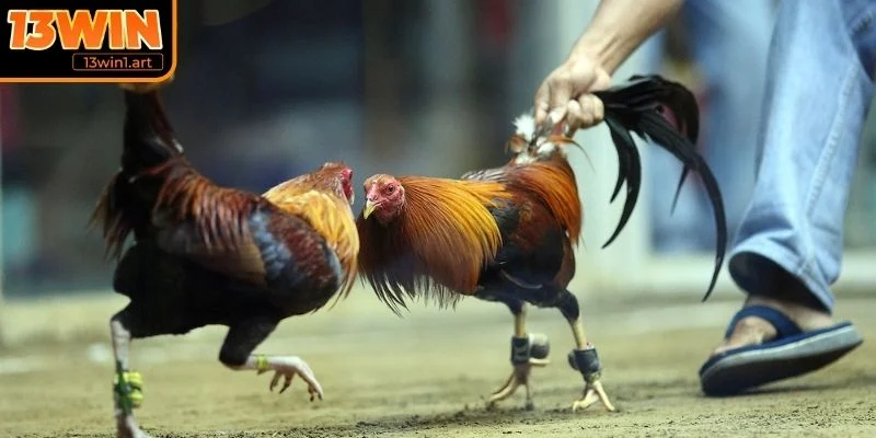 Theo dõi trận đấu trực tiếp