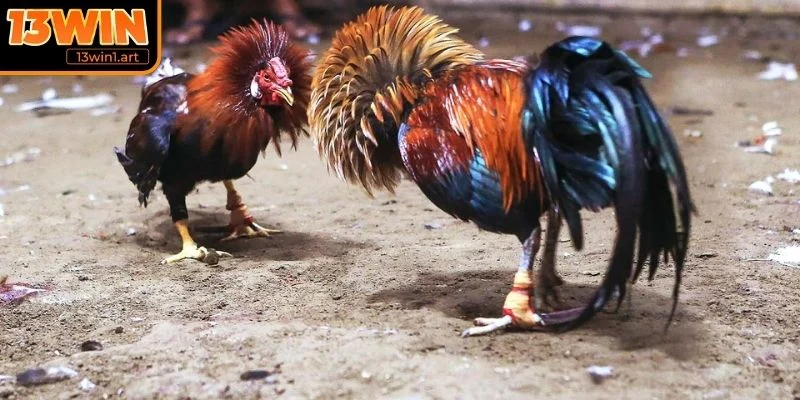 Ý nghĩa phong thủy trong đá gà 12 con giáp