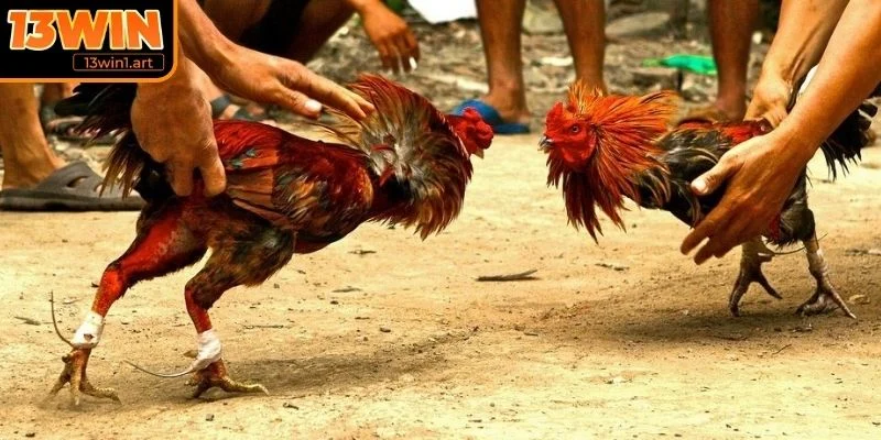 da ga cua dao cach tinh diem Cách tính điểm trận đấu