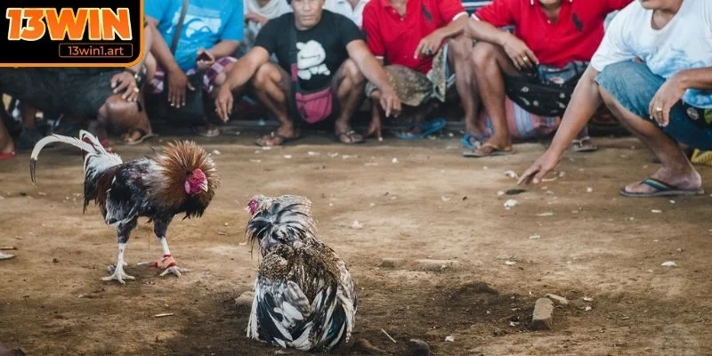 da ga cua dao chien thuat Chiến thuật chọn và huấn luyện