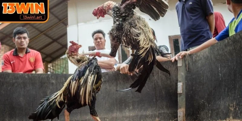 da ga cua dao la gi Đá gà cựa dao là gì?