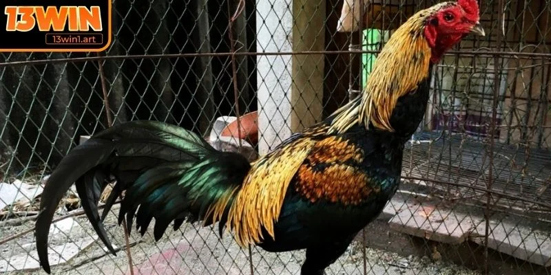 da ga mexico bi quyet huan luyen Bí quyết huấn luyện gà chiến tại Mexico