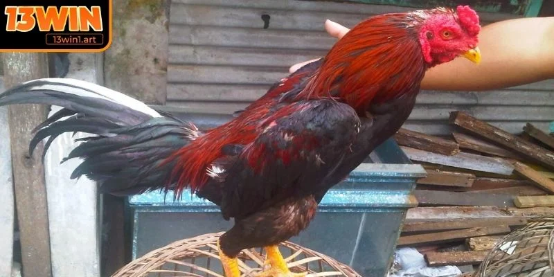 da ga mexico giong pho bien Giống gà chiến phổ biến trong đá gà Mexico