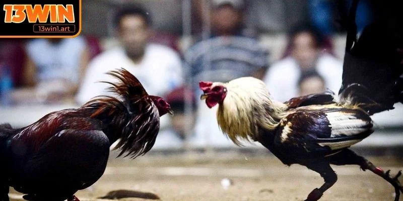 da ga mexico lich su hinh thanh Lịch sử hình thành của đá gà Mexico