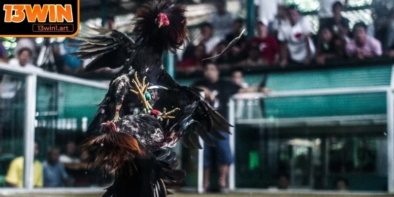 da ga mexico phan xa linh hoat Tốc độ phản xạ linh hoạt