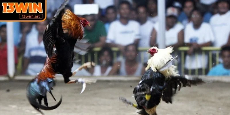 da ga mexico quy dinh Quy định trong đá gà Mexico