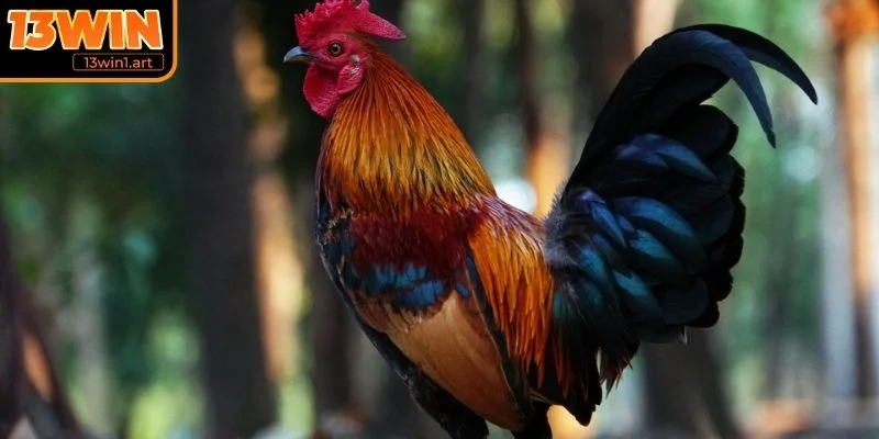 da ga tre du doan suc ben Dự đoán sức bền qua tiếng gáy