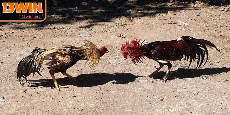 da ga tre gioi thieu Giới thiệu về đá gà tre 13WIN