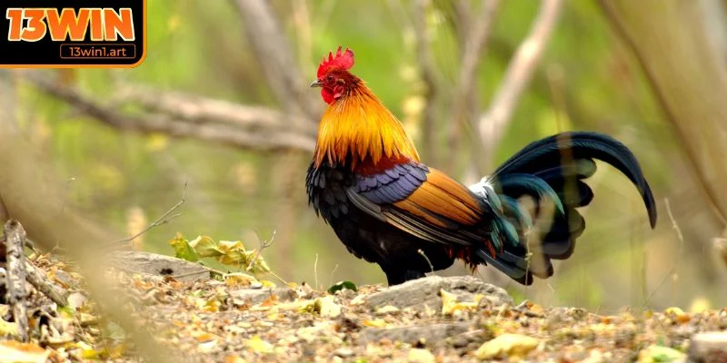 da ga tre kinh nghiem nang cao Kinh nghiệm nâng cao trong đá gà tre 13WIN