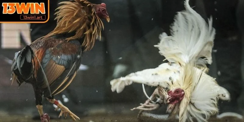 da ga tre loi ich khi choi Lợi ích khi chơi đá gà tre online