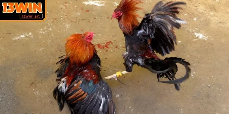 da ga tre quy dinh ve san Quy định về sân thi đấu