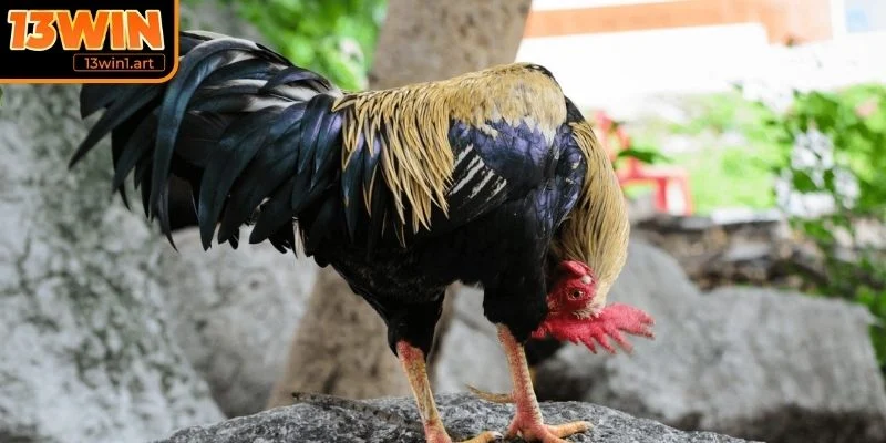 Nguồn gốc của gà chọi Việt Nam