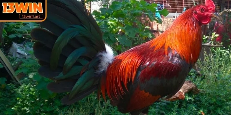 Đôi nét sơ lược về loại hình gà đá Cao Lãnh