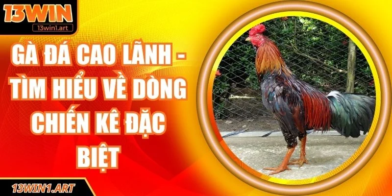 Gà đá Cao Lãnh