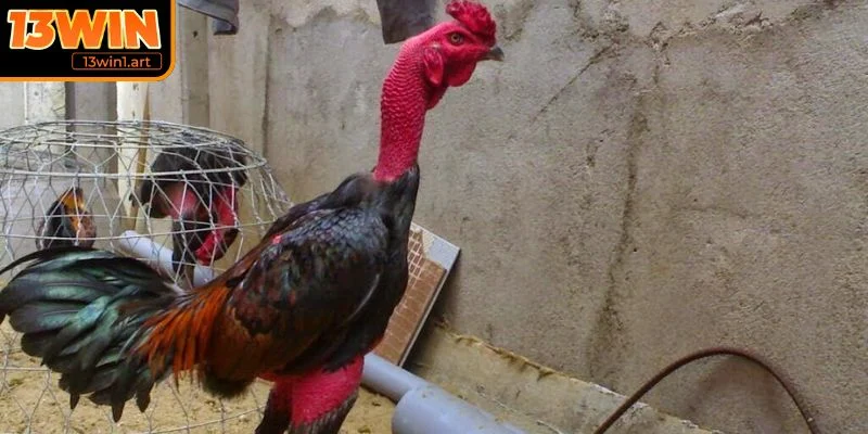 ga don thai lan bi quyet huan luyen Bí quyết huấn luyện gà đòn Thái Lan