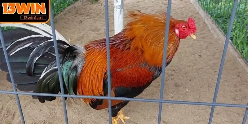 ga don thai lan che do Chế độ chăm sóc dinh dưỡng