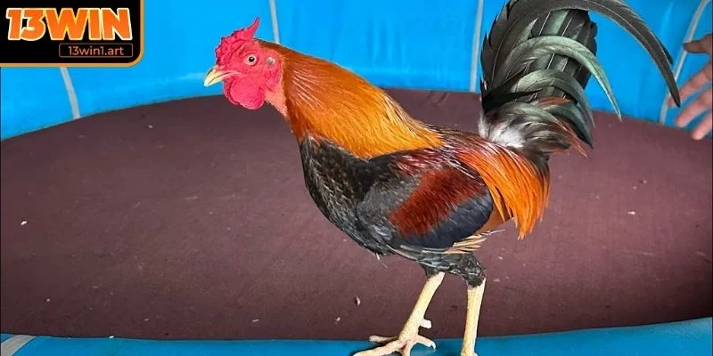 ga don thai lan dong ga pakoy Dòng gà Pakoy với khả năng hạ gục đối thủ