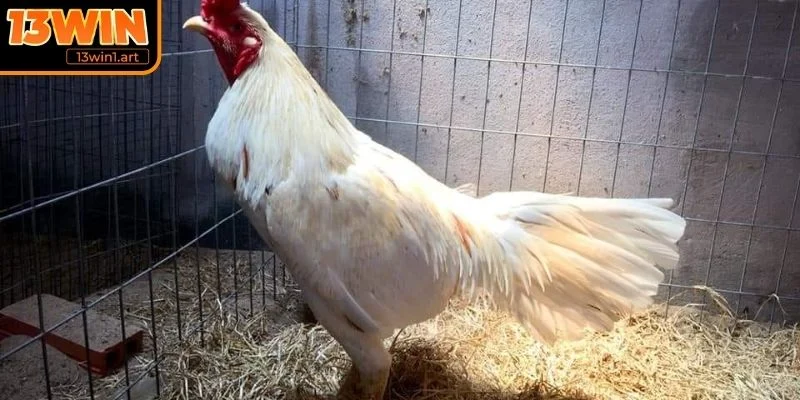 ga don thai lan ngoai hinh Ngoại hình đặc trưng của gà