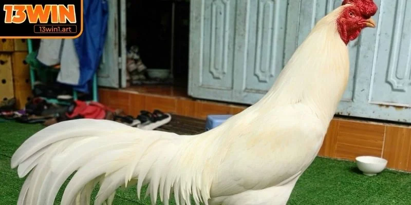 ga don thai lan tong quan Tổng quan về giống gà đòn Thái Lan